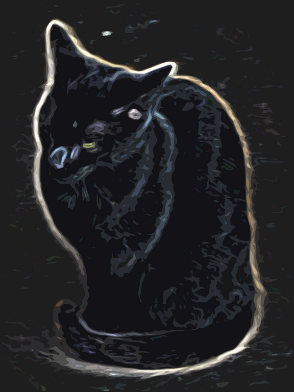 schwarze Katze von vorn