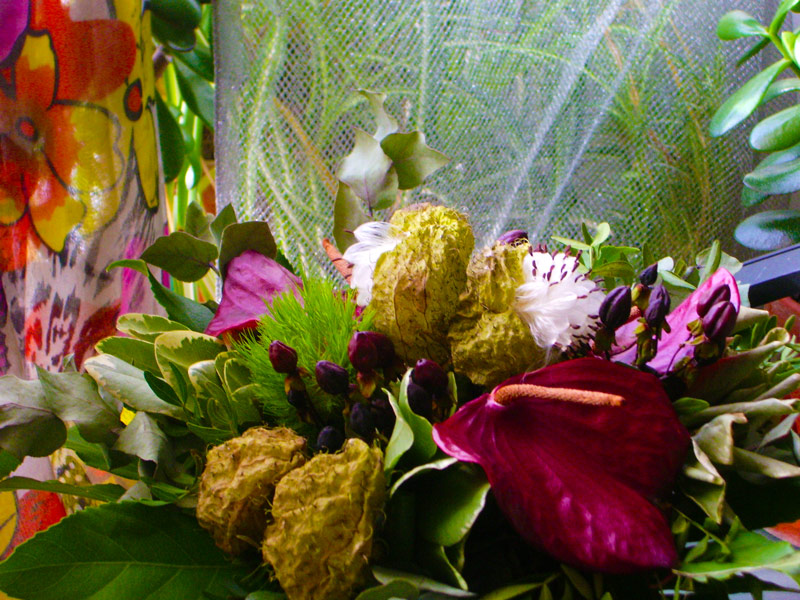 Blumenstrauss mit gomphocarpus physocarpus, Ballonpflanze, Bulleneier, Seidenpflanze